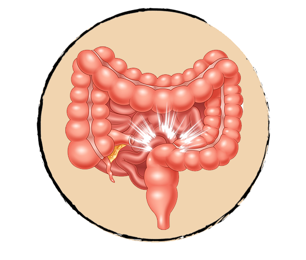 Constipation : les Huiles Essentielles à utiliser - Olyaris